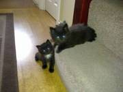 2 georgeous kittens for sale
