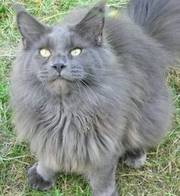 REWARD- Missing male CAT,  dark grey long haired
