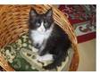 Norwegian forest kitten for sale. Due to a 