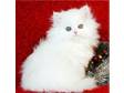 Snow white persian kitten for xmas. We do have One....