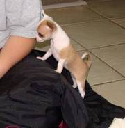 Cute Teacup Chihuahua Puppies For Sale