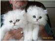 Chinchilla kittens