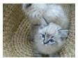 Beautiful Ragdoll male kitten - Blue Linx. 13 weeks....