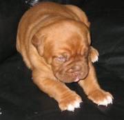 Dogue De Bordeaux Puppies For Adoption