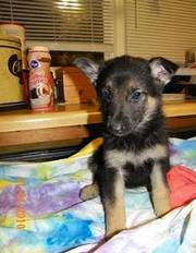 cute experience and smart German Shepherd puppy for experience home