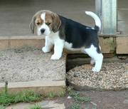 Home Raise male and female beagle puppies