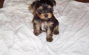 Male Yorkshire Terrier (teacup) 12 weeks old Puppy
