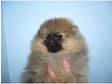 Pomeranians Kennel Club Registered