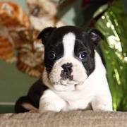 These Cute,  handboston terrier puppies will make great Christmas gift