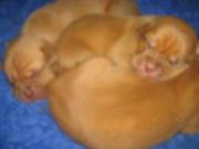 Dogue DE Bordeaux French Mastiff Exceptional Chunky Puppies