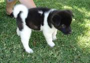 Quality kc black and white akita puppy for good homes