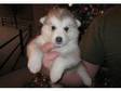 sweet Siberian husky puppies ready to go for a mew home....