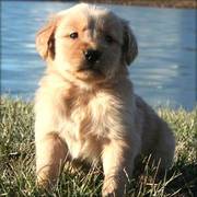 Golden Retriever Puppies for Lovely Homes