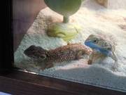 Shield tailed agama pair for sale *RARE*