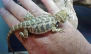 georgeous baby bearded dragons For Sale