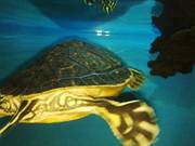 Yellow Bellied turtle 12 months old