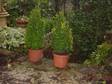 £25 - 2XPYRAMID BUXUS. Pair of potted