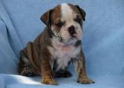 awesome english bulldog puppies for sale